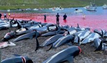 L’Islanda dice addio alla caccia alle balene… speriamo sia la volta buona