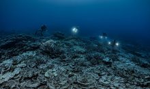 Scoperta una delle più grandi barriere coralline incontaminate a Tahiti