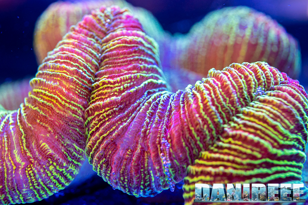 Un bellissimo corallo LPS: Trachyphyllia