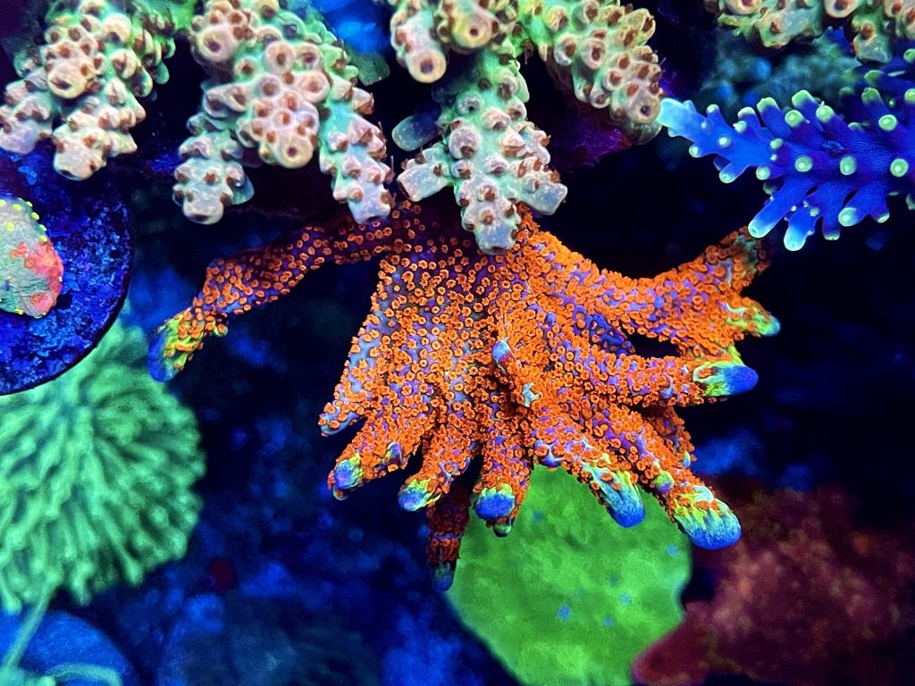 L'esaltazione delle fluorescenze dei coralli. Nitrati a 5... ricordate...?