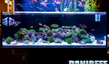 Silbermann Aquaristik e Plankton Plus: una nuova scoperta con coralli a Interzoo 2022