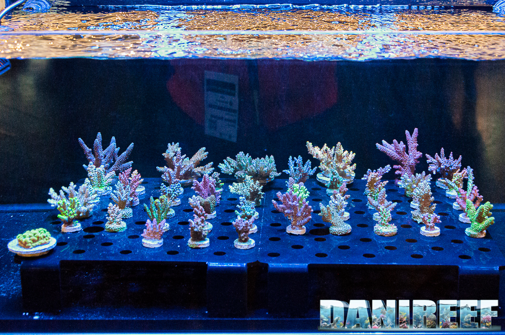 Euro Corals' SPS' beautifully displayed in a frag tank, at the entrance of the stand