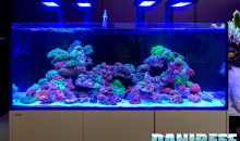 Corals and even more corals from AquaForest at Interzoo 2022