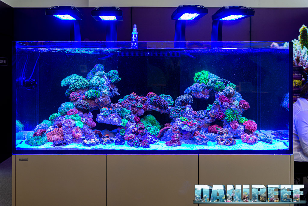 Il meraviglioso acquario di coralli LPS nello stand AquaForest a Interzoo 2022