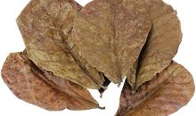 Le foglie di catappa un aiuto prezioso che ci arriva dal Mandorlo indiano