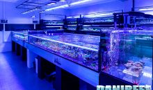 Recifathome: our tour of the most important Coral Farm in France