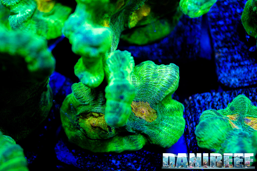 Particolare di Pectinia Space Invaders - uno dei coralli più scenografici in vendita da Recifathome