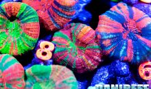 Coralli anemoni e pesci del Macna 2022: fanno semplicemente spavento