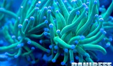 Coralli in mostra da Fish & Corals Geomarine ed Helix Nautilus al PetsFestival 2022