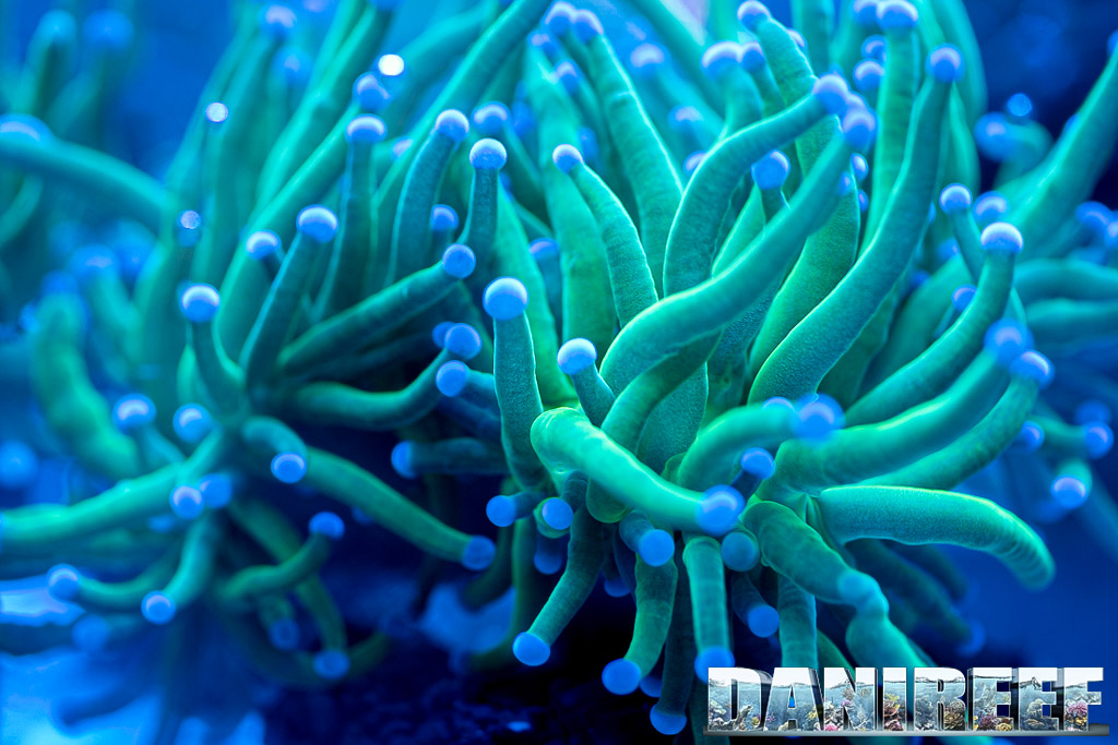 Coralli in mostra da Fish&Corals Geomarine ed Helix Nautilus al PetsFestival 2022