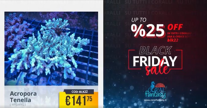 Offerte Coral Fantasy Black Friday 2022