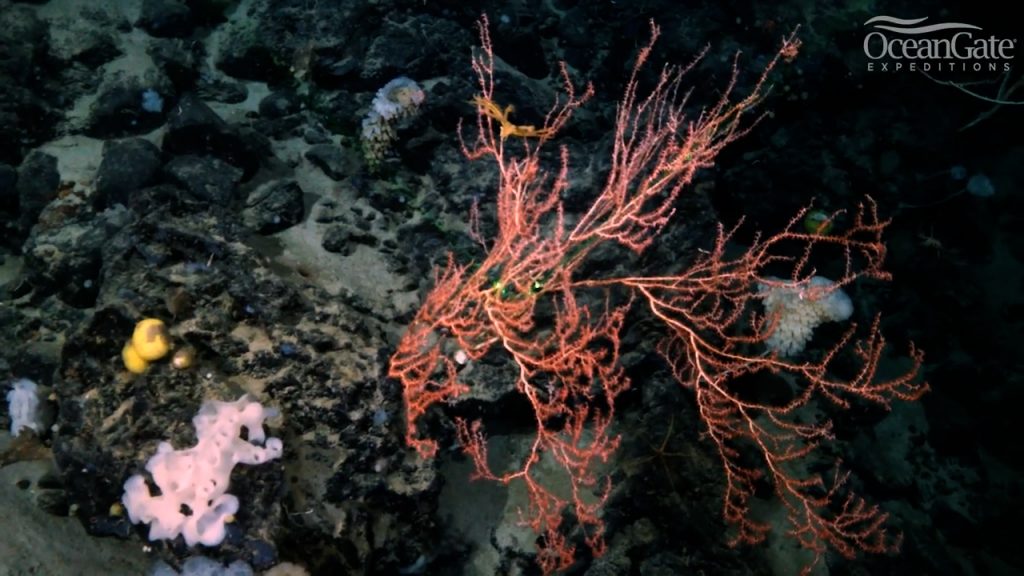 Uno scatto agli animali presenti nella barriera corallina basaltica scoperta nei pressi del Titanic