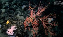 Una barriera corallina scoperta a fianco del Titanic a 3000 metri