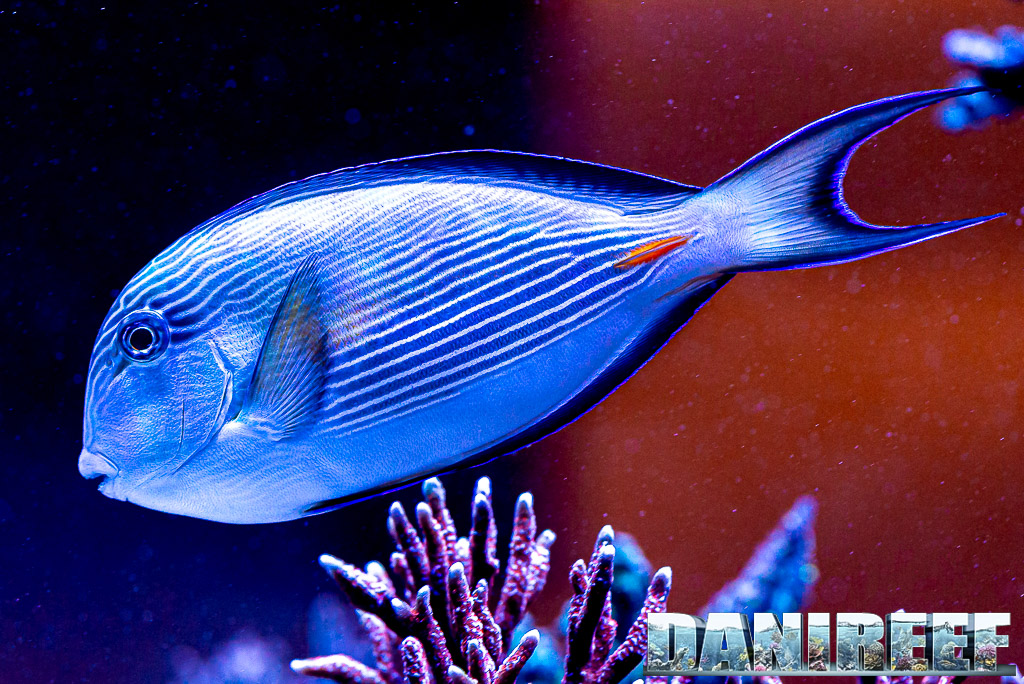 Acanthurus sohal: un pesce chirurgo non comune negli acquari domestici, qui con 1500 litri ha spazio da vendere