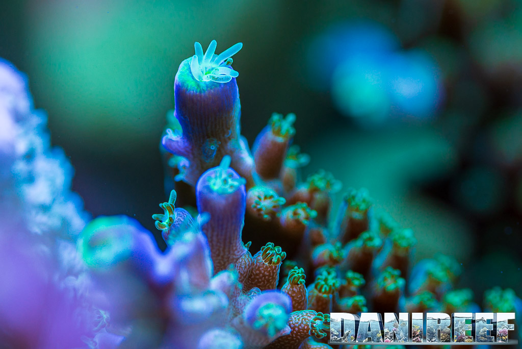 Acropora polyps and zooxanthellae seen up close