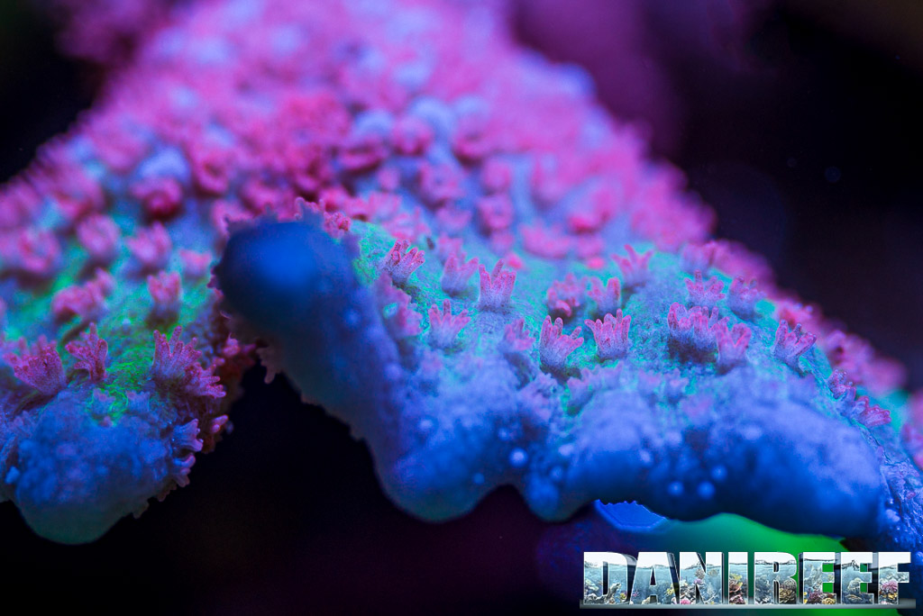 Montipora polyps, the coloration is absolutely incredible