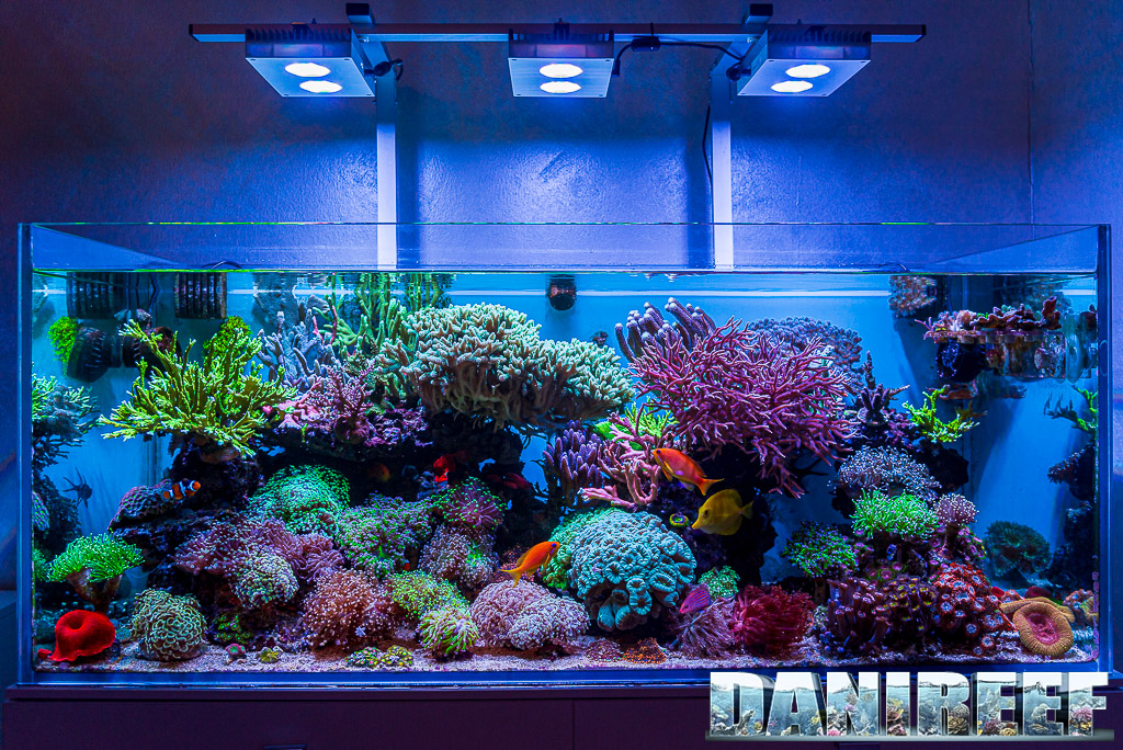 Euphyllia's spectacular marine aquarium by Andrea Minnella