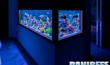 Alexander Silvioni’s spectacular 1.500 liters marine aquarium