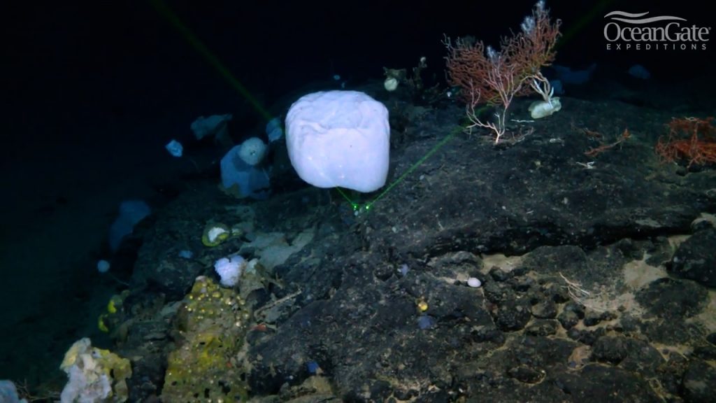 Scorcio della nuova barriera corallina scoperta vista dal sommergibile