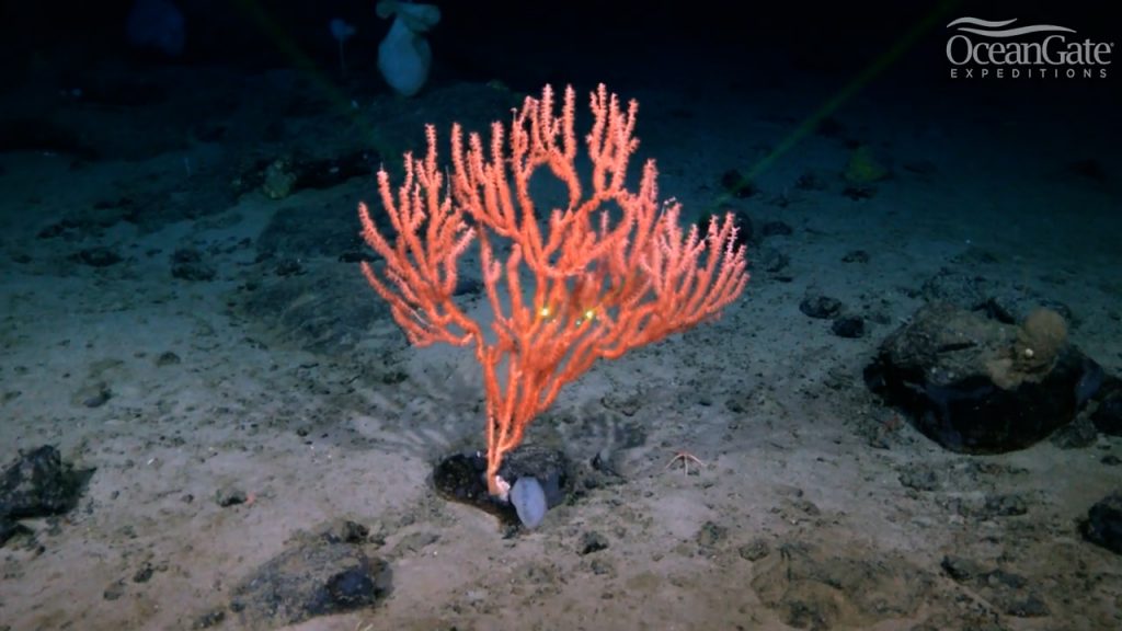Corallo rosso Keratoisis sul fondale basaltico