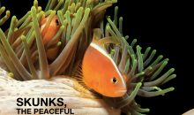 Reef Hobbyist Magazine primo trimestre 2023 – già disponibile gratis