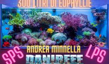 Euphyllie in mostra nel magnifico acquario di Andrea Minnella