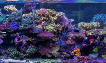 Lo splendido acquario di MantisReef è la vasca del mese di febbraio su Reef2Reef