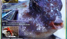UltraMarine Magazine 98 parla dei pesci cardinale e della stella Fromia indica