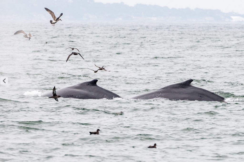 Foto di Balene nella baia di Monterey di Danilo Ronchi - Siglato il trattato per la protezione dell'Alto Mare