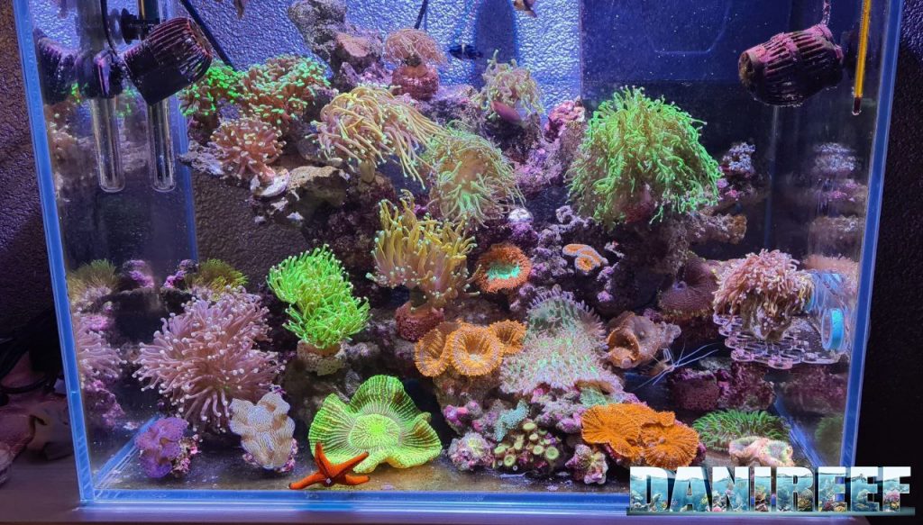 Nano reef di Matt Reefer dopo sei ore di mancanza corrente