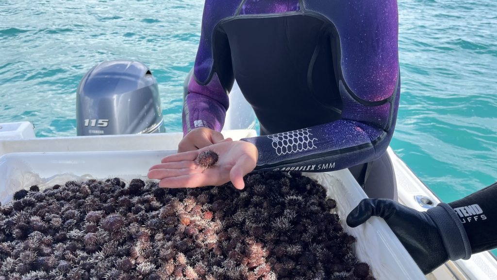 Hawaii: contro le alghe utilizzati 1.000.000 di ricci  mare, come in acquario