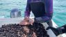 Hawaii: 1.000.000 di ricci  mare contro le alghe, come in acquario