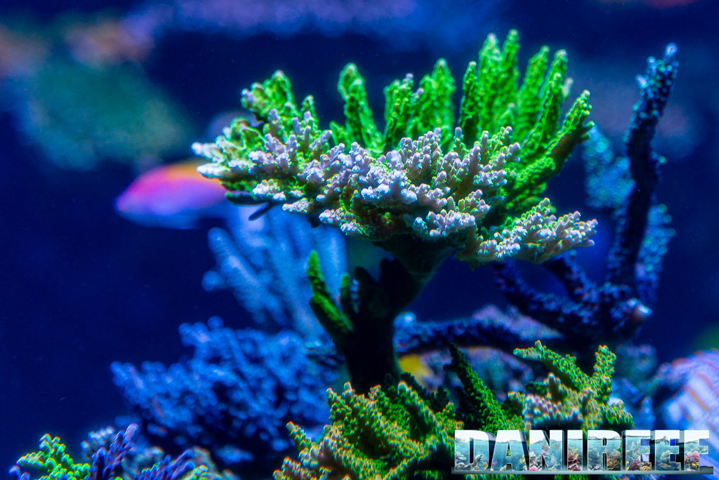 Polo Reef - l'acquario marino più bello del mondo: Acropore in acquario