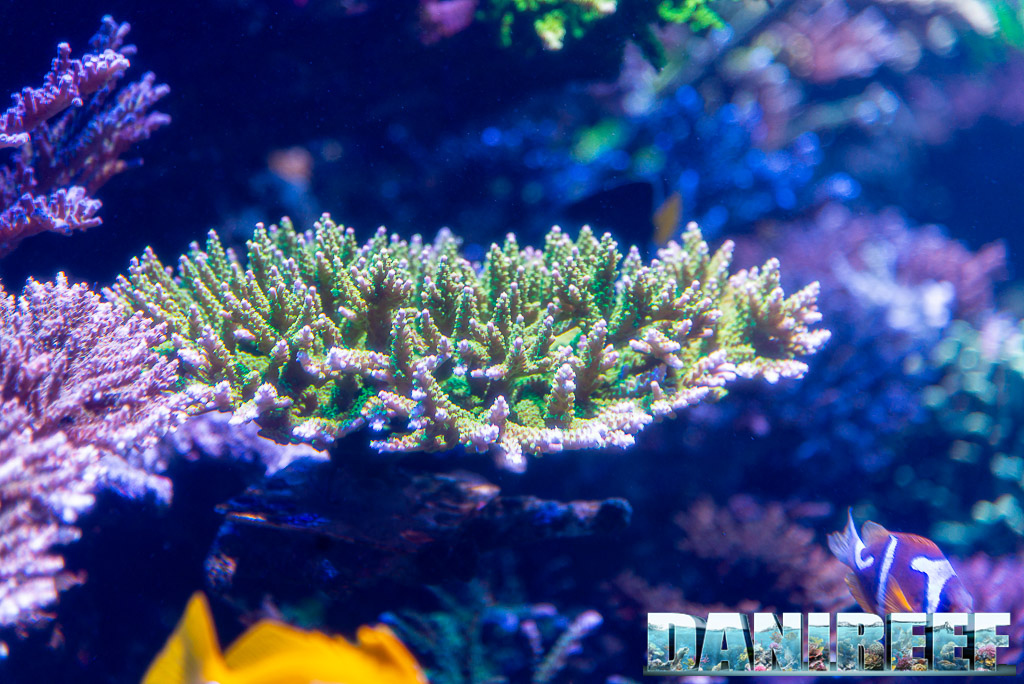 Polo Reef - l'acquario marino più bello del mondo: Acropore in acquario