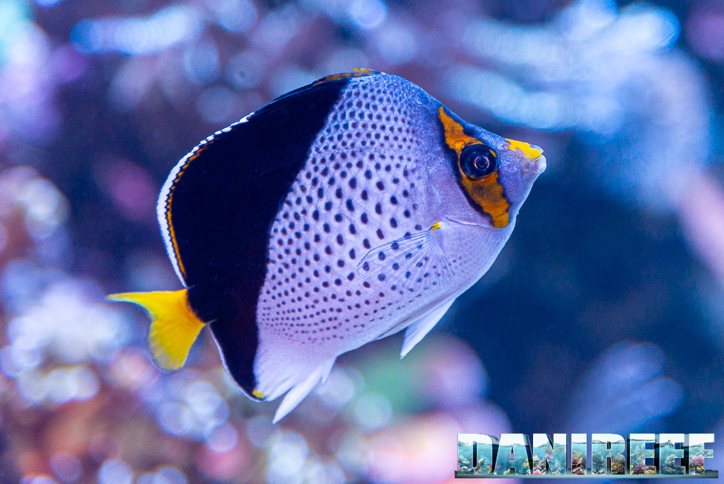 Polo Reef - l'acquario marino più bello del mondo: Chaetodon tinkeri 