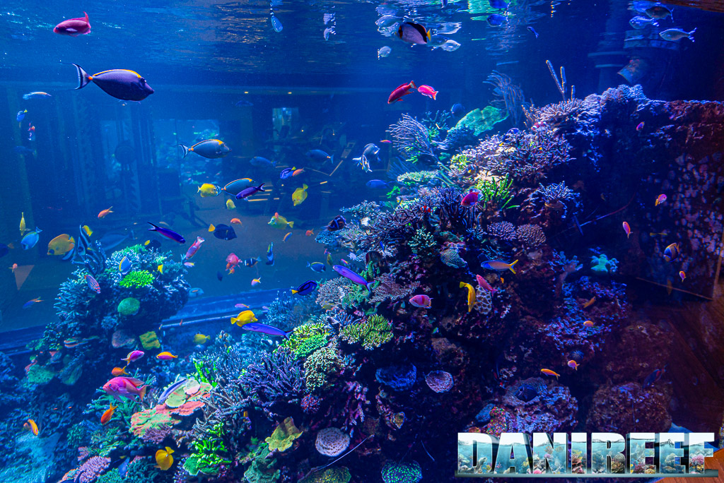 Polo Reef - l'acquario marino più bello del mondo: la vista dal corridoio