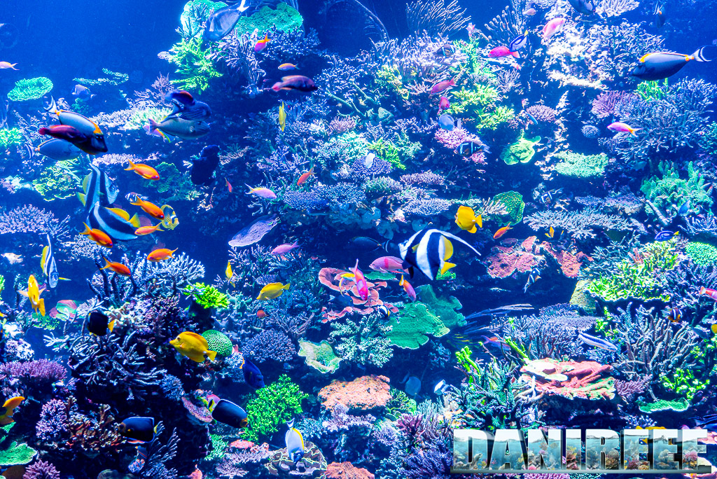 Polo Reef - l'acquario marino più bello del mondo: sogno o realtà? Acquario o Natura?