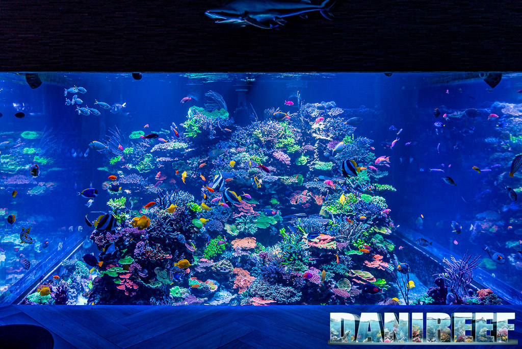 Polo Reef - l'acquario marino più bello del mondo: l'iconica vista frontale