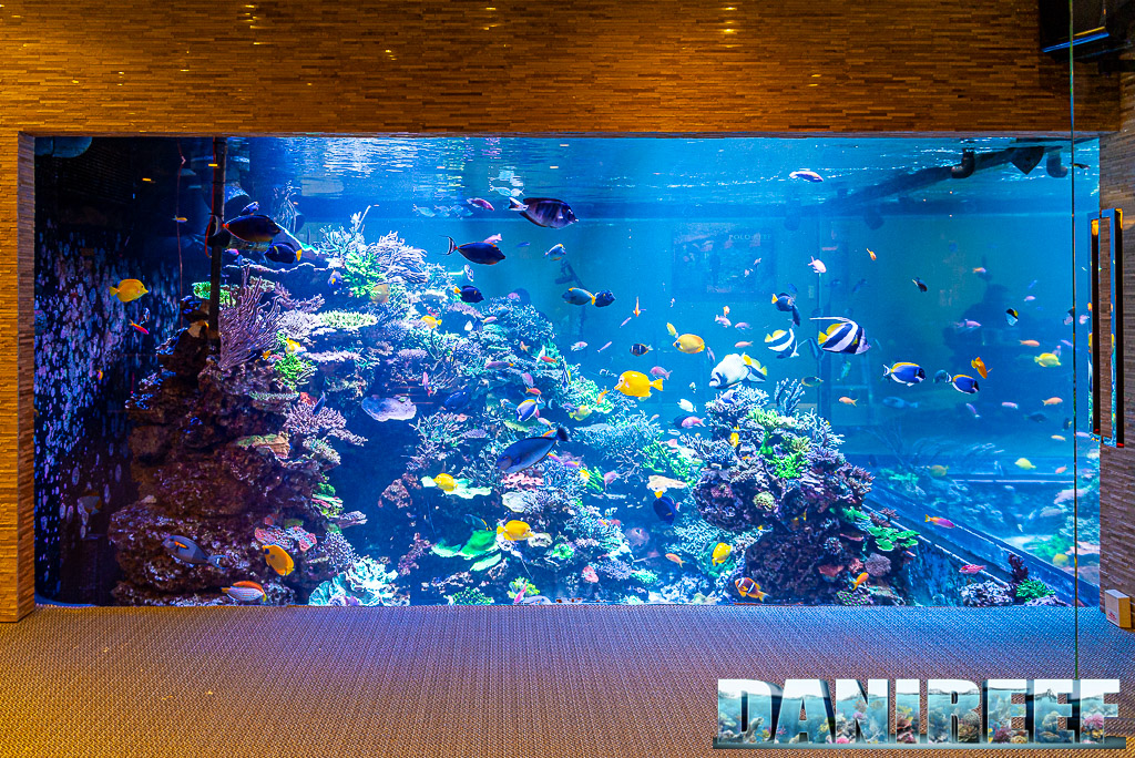 Polo Reef - l'acquario marino più bello del mondo: la vista laterale dalla palestra