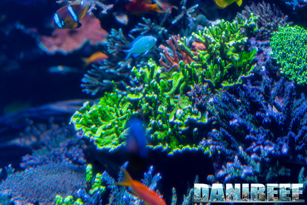 Polo Reef - l'acquario marino più bello del mondo: Montipora confusa