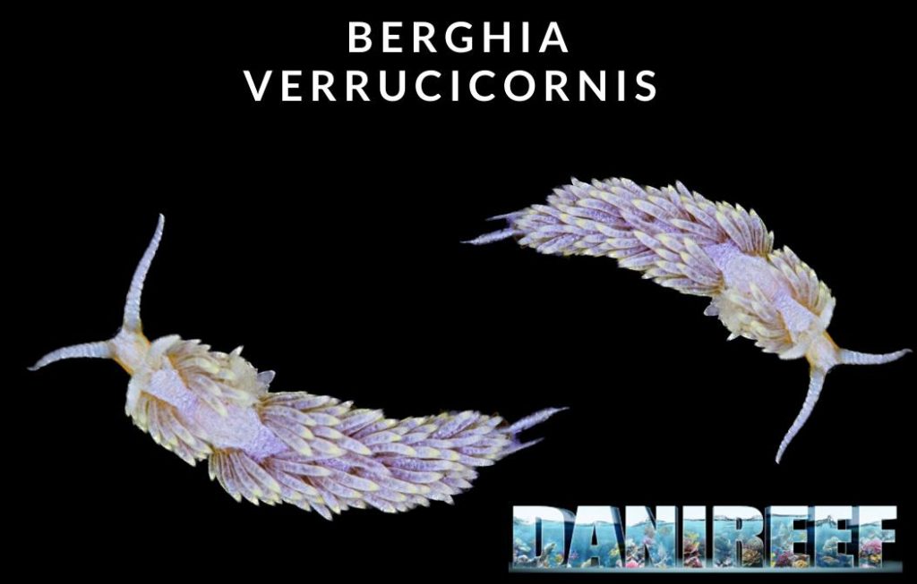 Berghia verrucicornis: Il nudibranco che mangia Aiptasie