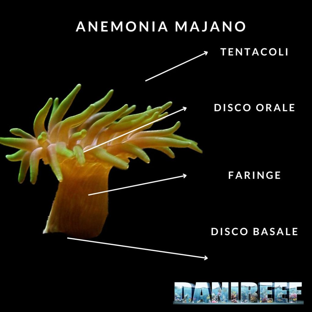 Il piano strutturale dell'anemone Majano è molto simile a quello dell Aiptasie.