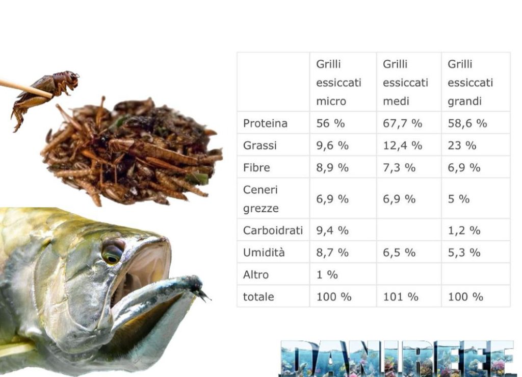 InsectPro: Alcune delle caratteristiche nutrizionali degli insetti. In questo caso grilli