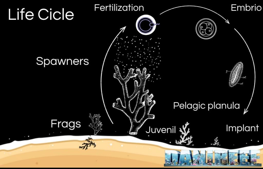 Schema del ciclo di vita di un corallo duro