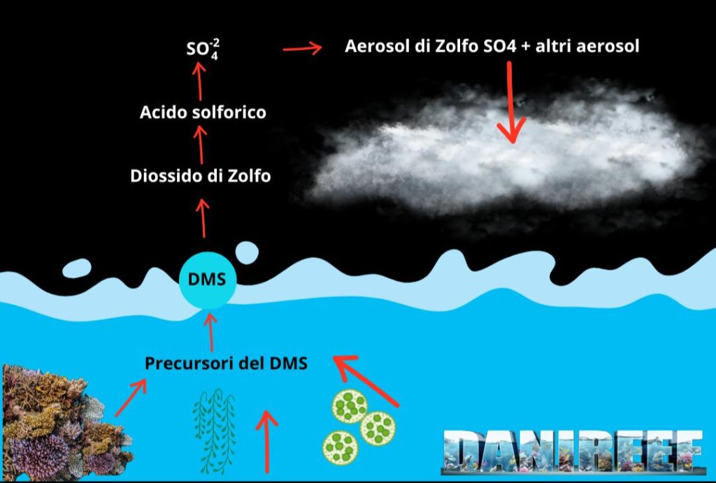 Ciclo del dimetil sulfossido e come esso riduce l'assorbimento dell'energia solare attraverso l'alterazione delle caratteristiche del manto nuvolosoassociato.