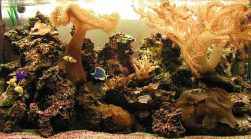 Il mio acquario marino di barriera, clicca per avere l'immagine ad alta risoluzione