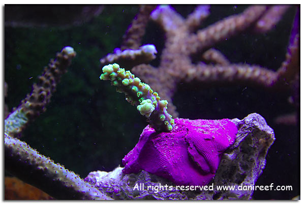 Acropora horrida viola