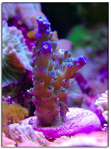 Acropora tenuis a punte blu