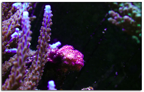 Pocillopora rosa