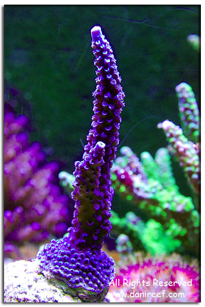 Acropora grandis